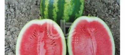 "CRIMSON SWEET" tarvuz urug'lari