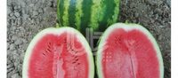 Семена арбуза "КРИМСОН СВИТ" - от 430 000 сум