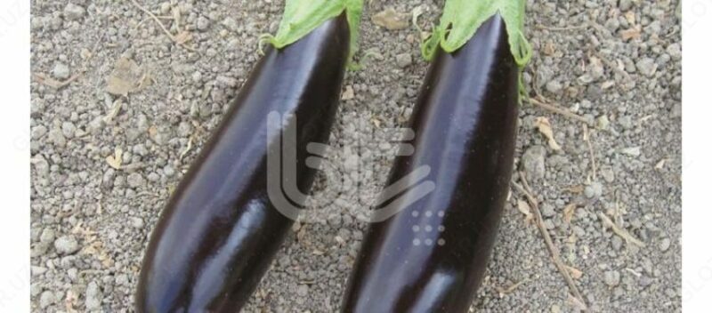 Семена баклажана "КЕМЕР 27" - по запросу