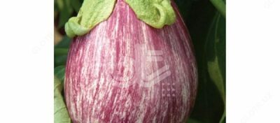 "BT ZEBRA F1" tarvuz urug'lari - Narx so&#039;rov asosida