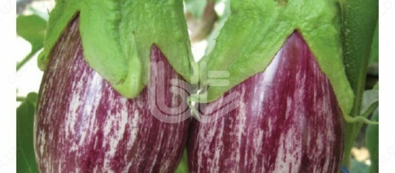 Семена баклажана "BT ALAÇİZGİLİ F1"