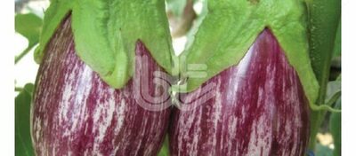 "BT ALAÇİZGİLİ F1" patlıcan urug'lari - Narx so&#039;rov asosida