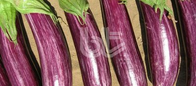 "BT MANĪSA ÇİZGİLİ F1" patlıcan urug'lari