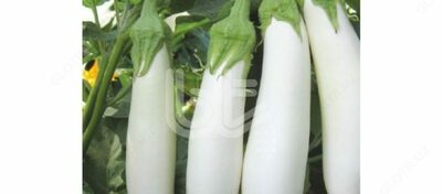 "BT KARBEYAZ F1" patlıcan urug'lari - Narx so&#039;rov asosida