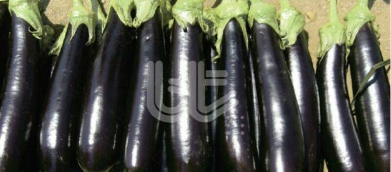 "BT KARAOK F1" patlıcan urug'lari - по запросу