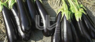 "BT KARANTA F1" patlıcan urug'lari