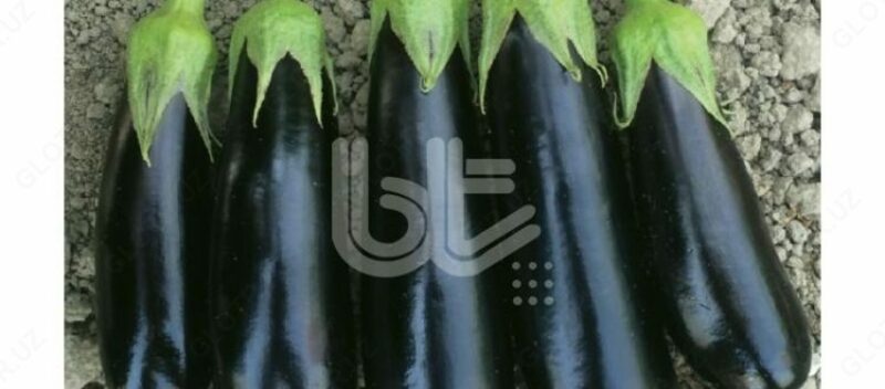 Семена баклажана "БТ КАРНАЗ F1" - по запросу