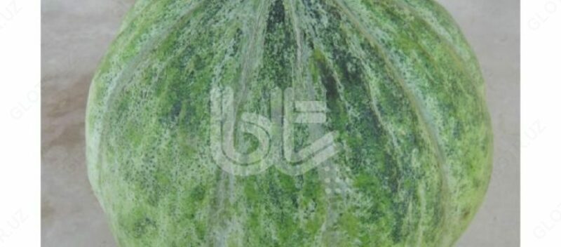 BT DAMGA qovun uruglari