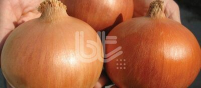 "BT DEPOCU" piyoz urug'lari - Narx so&#039;rov asosida