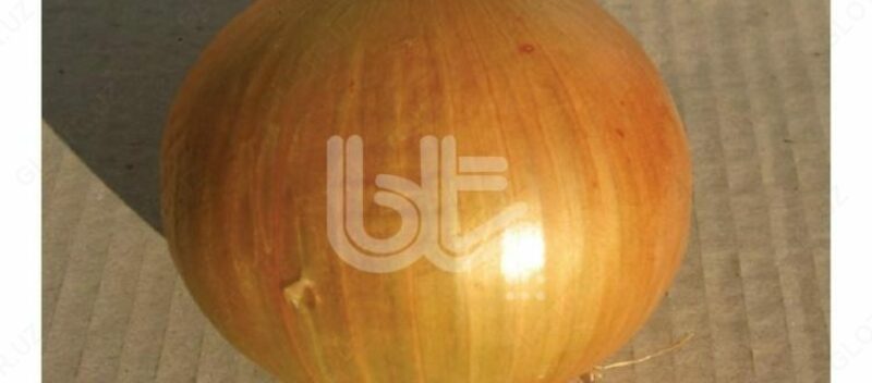 "BT BUR-TOP" piyoz urug'lari - по запросу