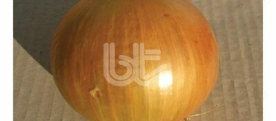 "BT BUR-TOP" piyoz urug'lari - Narx so&#039;rov asosida