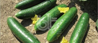 Bodring urug'lari "BT BURSALPHA" - Narx so&#039;rov asosida