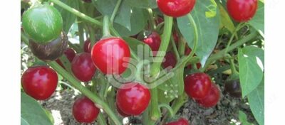 Семена перца "БТ БУРКИТА (ТАТЛЫ)"