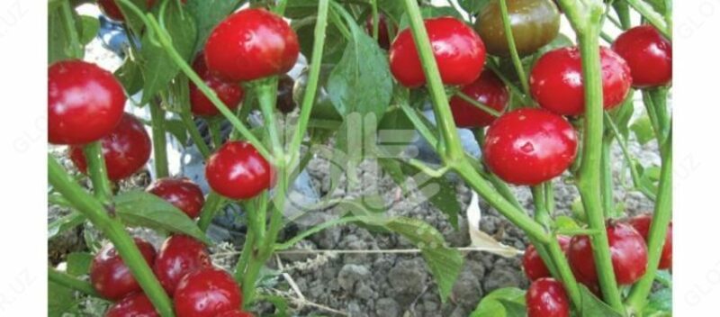 "BT YAKANTOP (ACI)" qalampir urug'i - по запросу