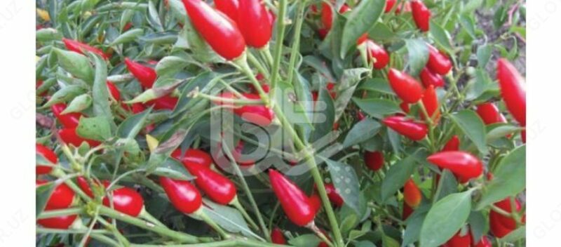 Семена перца "BT BURBİYE 016 (ACI)"