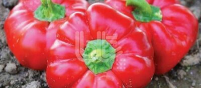 Семена перца "БТ КАМБЕР"