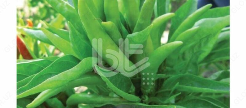 "BT BEŠPARMAK" qalampir urug'i