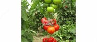 BT NARITA F1 pomidor uruglari