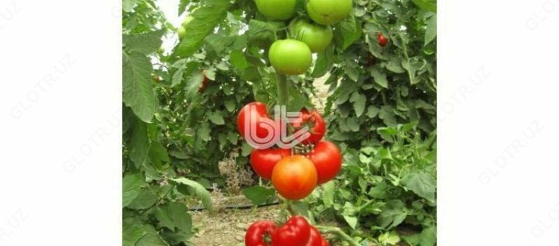  BT NARITA F1 pomidor uruglari - 