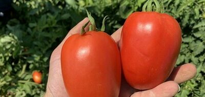 Семена томата "КРОСС F1"