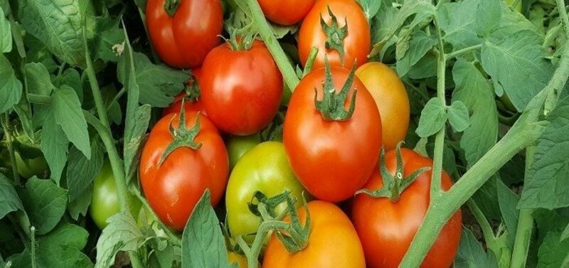  Семена томата КУПОН F1 - 