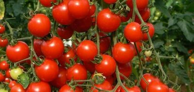 Pomidor urug'lari "TEZCAN F1" - Narx so&#039;rov asosida