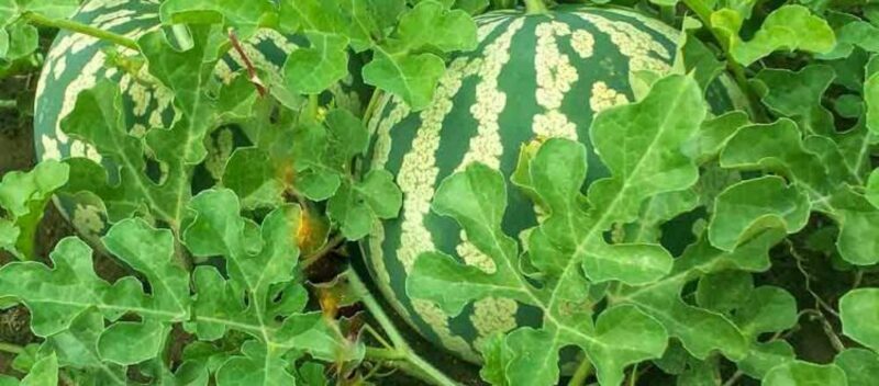 Семена арбуза "AU PRODUCER"