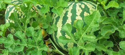 "AU PRODUCER" tarvuz urug'lari