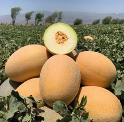 QOVUN URUG'I VCR-601