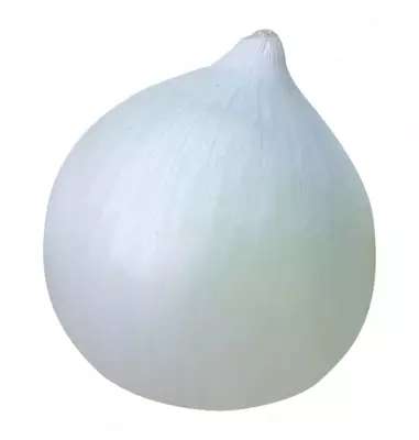 Piyoz urug'i KARBEYAZ