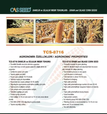 Семена кукуруза CASSEED 8716