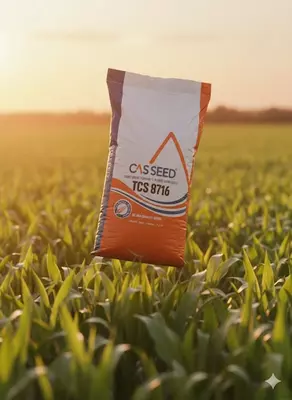  Семена кукуруза CASSEED 8716 - 