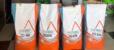   Семена кукуруза CASSEED 8716