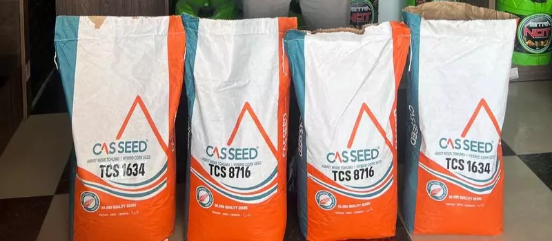   Makkajuxori urug‘i CASSEED 8716