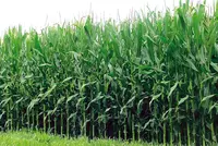 Семена кукуруза сорт-CASSEED 8808