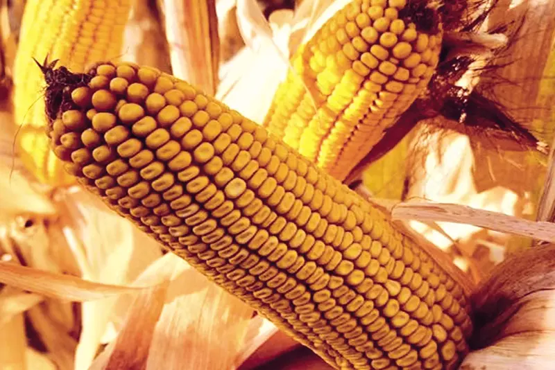 Makkajuxori urug‘i CASSEED 8716