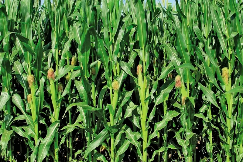   Makkajuxori urug‘i CASSEED 8716