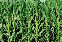   Makkajuxori urug‘i CASSEED 8716