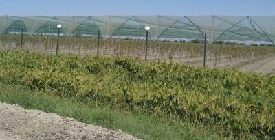 Виноградные столбики Оптом и розница