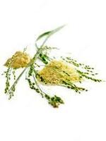 Shveytsariya nahrin tirnoq