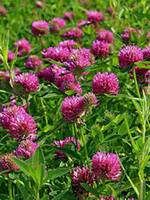 Shveytsariya - 687 000 so'm