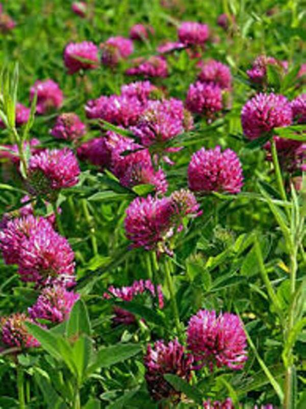 Shveytsariya - 687 000 so'm