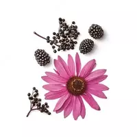 Echinacea siropi Shveytsariyaning Nahrin