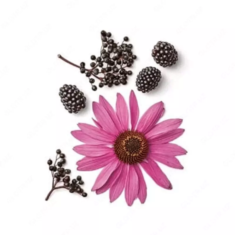 Echinacea siropi Shveytsariyaning Nahrin