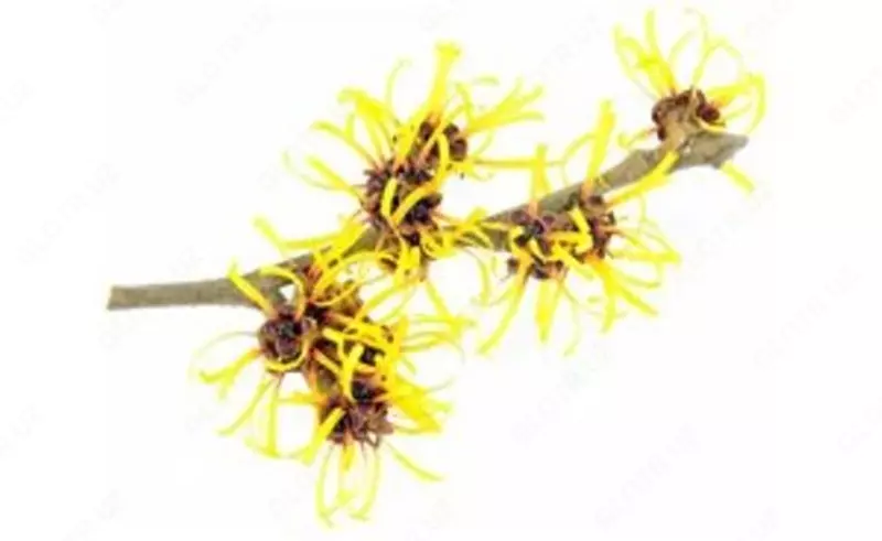 Soch o'sishini faollashtiruvchi Shveytsariyaning Nahrin