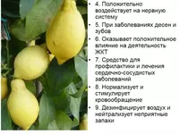   Эфирное масло Лимон Swiss Nahrin (15 мл) Швейцария