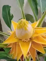   Капсулы Куркума Комплекс для пищеварения Swiss Nahrin  Швейцария