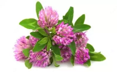 Капсулы Красный Клевер при менопаузе Swiss Nahrin, Швейцария