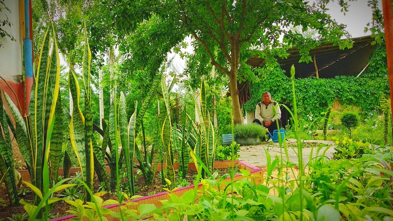 Сансиверия