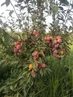  Слива Только в розницу